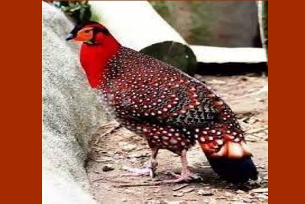 Rare migratory birds spotted in Lucknow